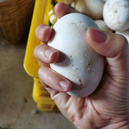 合浦县种鹅蛋 孵化 箱装 
