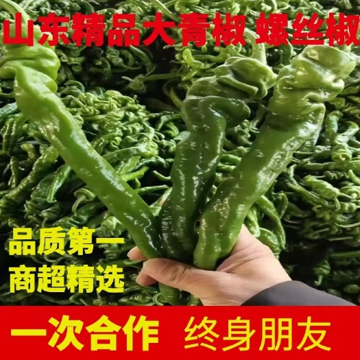 兰陵县螺丝椒  陇椒