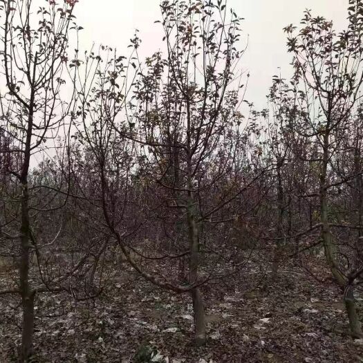 民权县富红苹果苗 供应两万棵九年龄富士苹果树，黄香蕉苹果树，树型好，处于结果旺