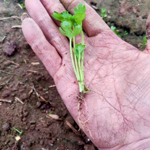 郯城县芹菜苗  自己种植，栽不了了