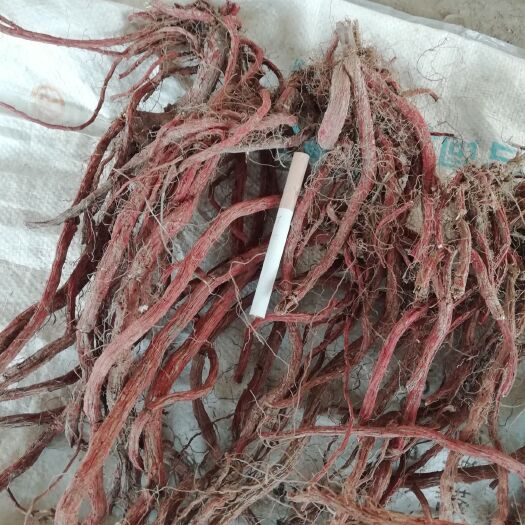 泗水县紫花丹参  山东丹参红皮白茬
