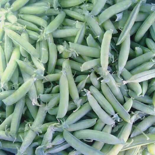 昆明青豌豆  精品中豌，需要的老板看过了