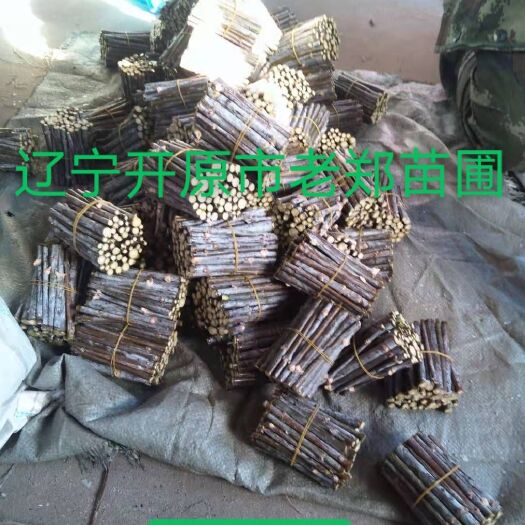 开原市金叶复叶槭接穗 金叶糖槭树苗种条 嫁接繁育杩子 实地看苗订购