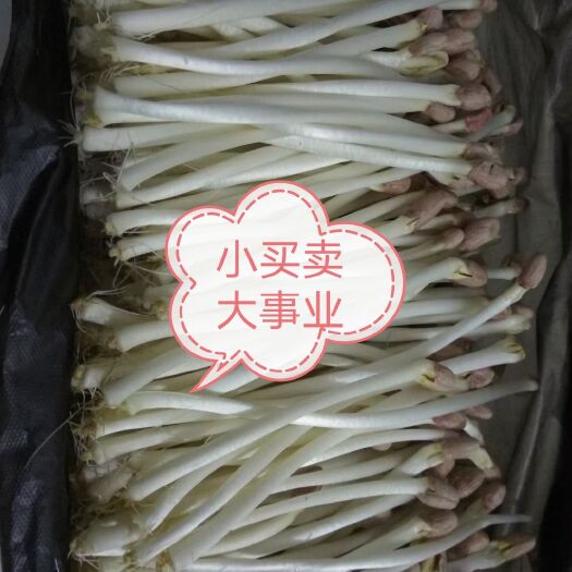 上蔡县【精品】有机水培花生芽现摘现发新鲜长寿菜提供技术支持