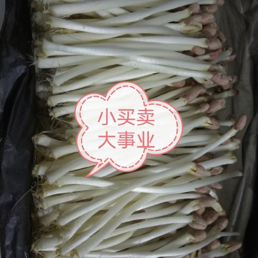 【精品】有机水培花生芽现摘现发新鲜长寿菜提供技术支持