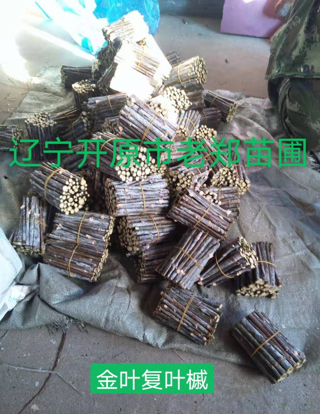 垂枝海棠接穗 红叶红花垂丝海棠种条 嫁接繁育技术 量大优惠