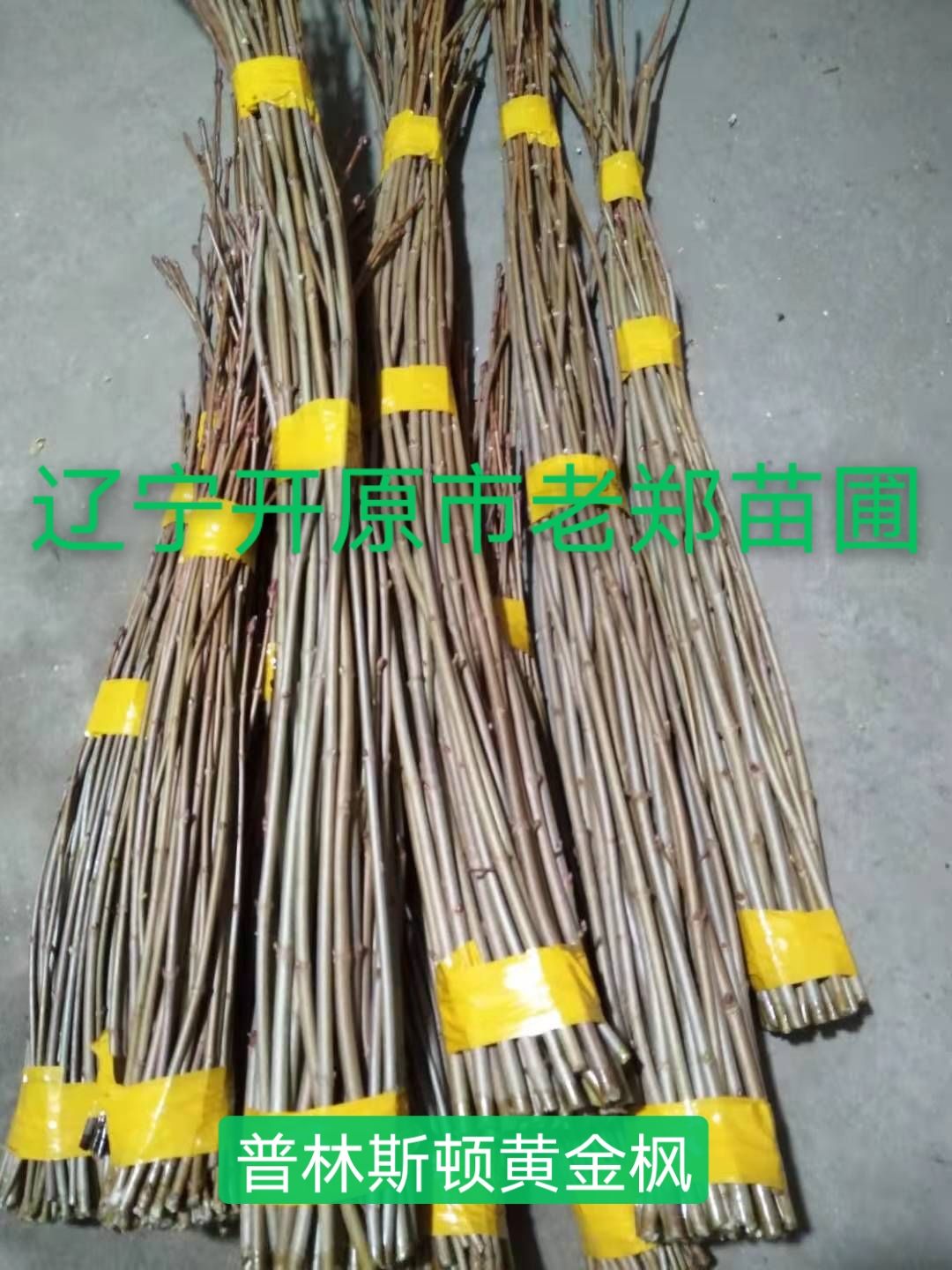 垂枝海棠接穗 红叶红花垂丝海棠种条 嫁接繁育技术 量大优惠