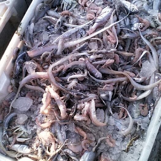 宁波 饲料鱼，饵料，品种比较多，有鲜货冻货