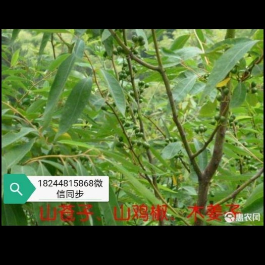靖州县木姜子苗又名山胡椒苗！