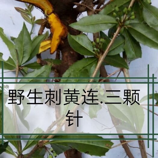 内江 刺黄连 .生新鲜中药材三颗针 三棵针