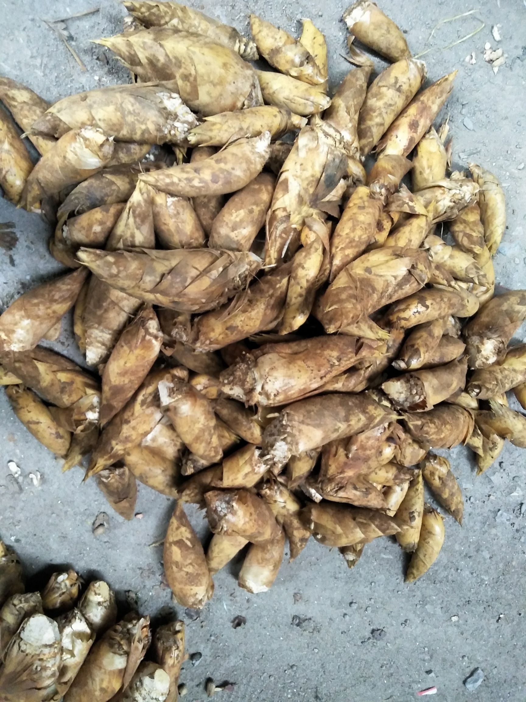  出自深山货源，黄泥巴冬笋，3两往上，切根，无烂笋。