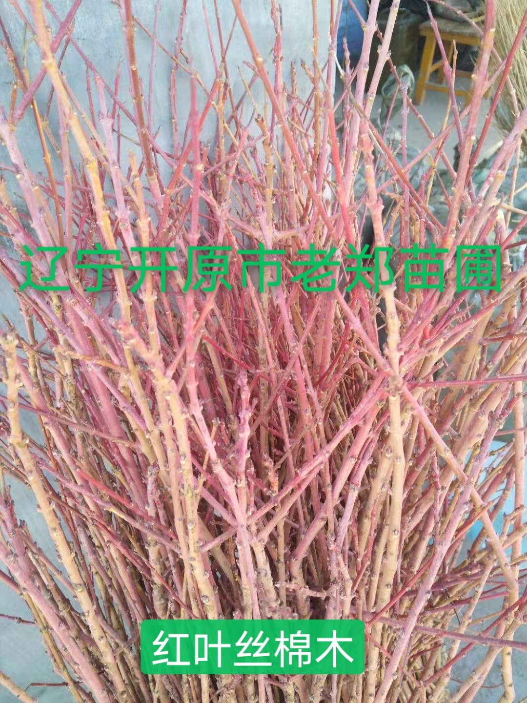 开原市红太阳卫矛接穗 红叶丝棉木种条 嫁接繁育杩子 实地看苗订购