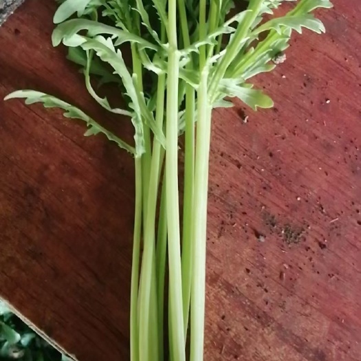 大连 茼蒿