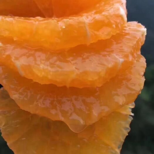 秭归县纽荷尔脐橙  纽荷尔产地直销一手货源当季鲜果