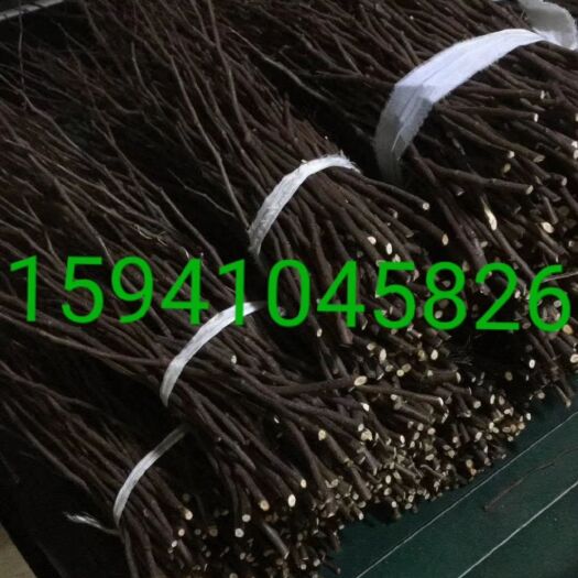 开原市富贵王子海棠接穗 嫁接繁育种条 耐寒扦插小苗 实地看苗订购