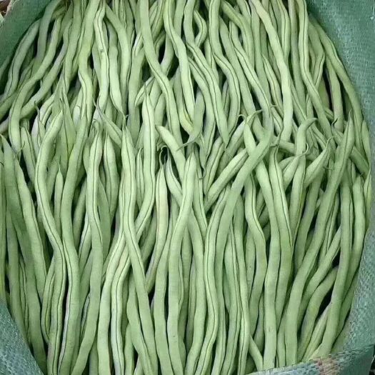 景东县无筋四季豆  无筋豆，四季豆货源充足量大从优。