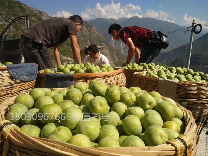 青李子苗  汶川清脆李