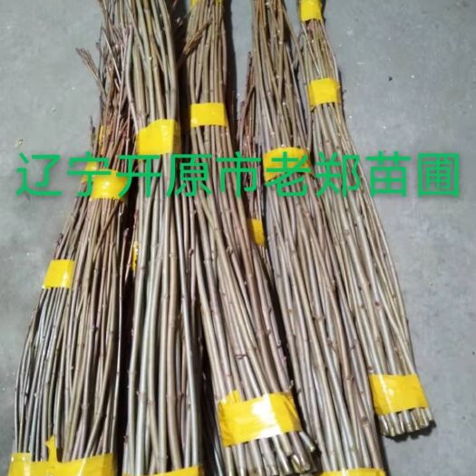 开原市普林斯顿黄金枫接穗 挪威槭黄金枫种条 嫁接繁育杩子 量大优惠