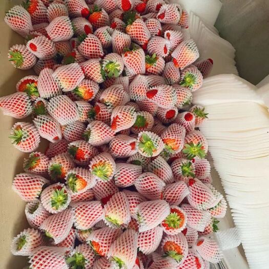 凤城市九九草莓 丹东久久草莓产地直销没有中间商挣差价