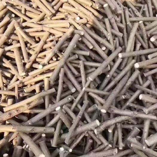 开原市金叶垂榆接穗 垂榆树苗种条 嫁接繁育技术 品种优良 量大优惠