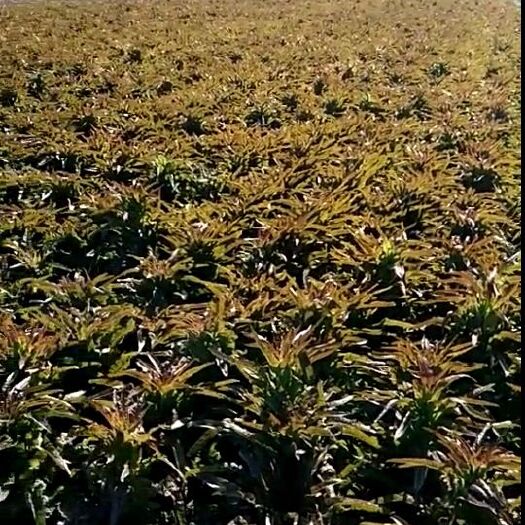 郯城县红叶香莴笋-基地直供-视频看货-量大从优