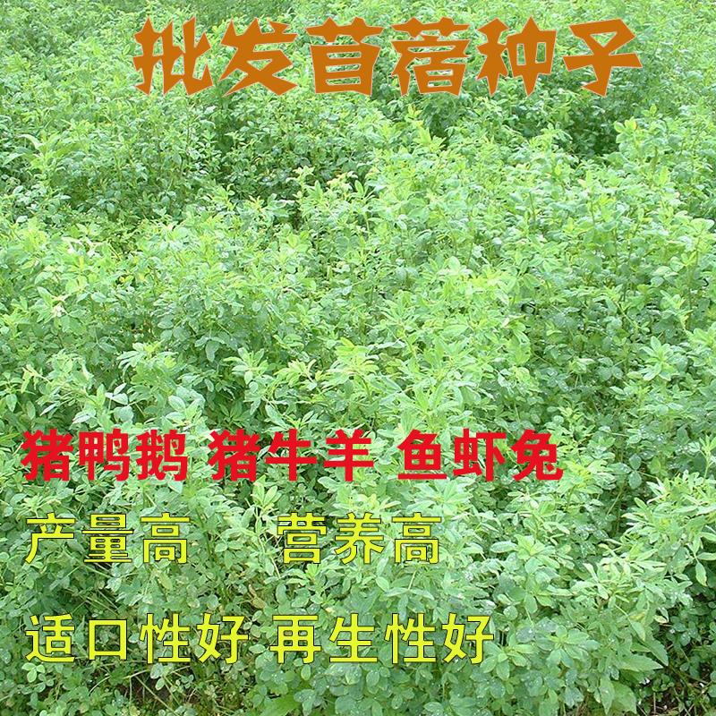 沭阳县紫花苜蓿草种子多年生四季牧草种子苜蓿菜种籽鸡鸭鹅牛羊种籽