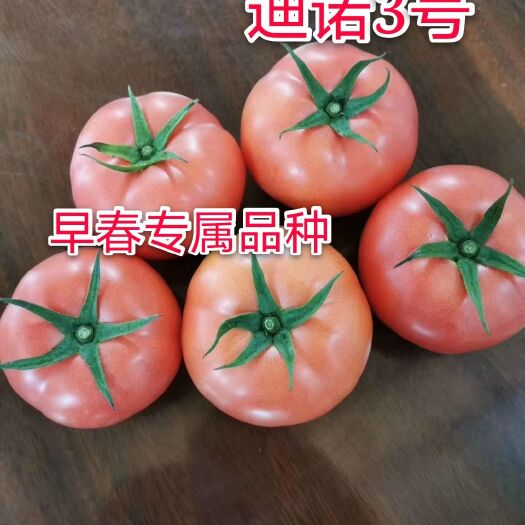 寿光市迪诺3号番茄种子 越夏早春 耐热耐裂 西红柿种子早熟品种
