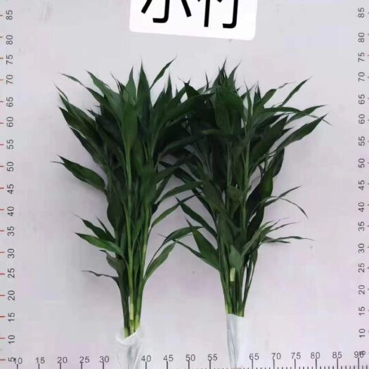 海口海南海口美兰区长年批发各种富贵竹
