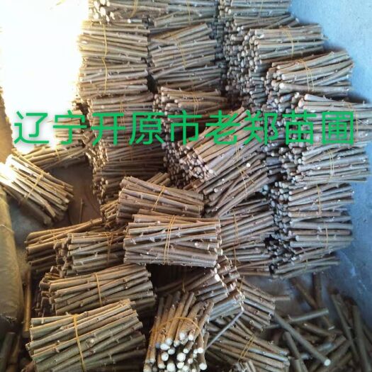 开原市金叶榆接穗 嫁接繁育种条 蜡封储存 优良地接金叶榆 量大优惠