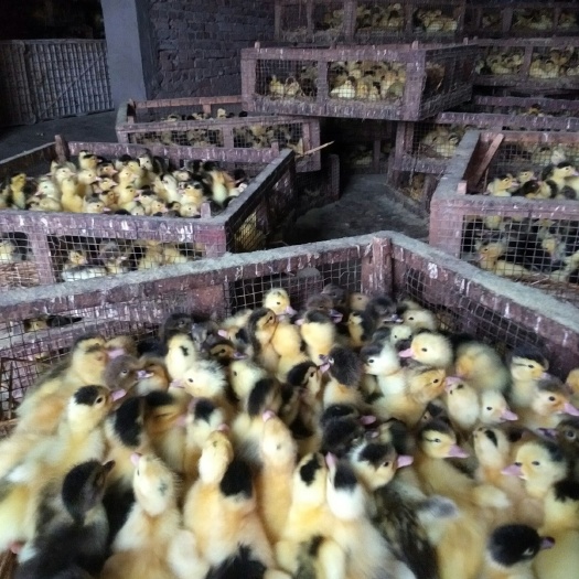 广汉市半番鸭苗  肉骡鸭苗  肉骡鸭苗 出壳苗 脱温苗