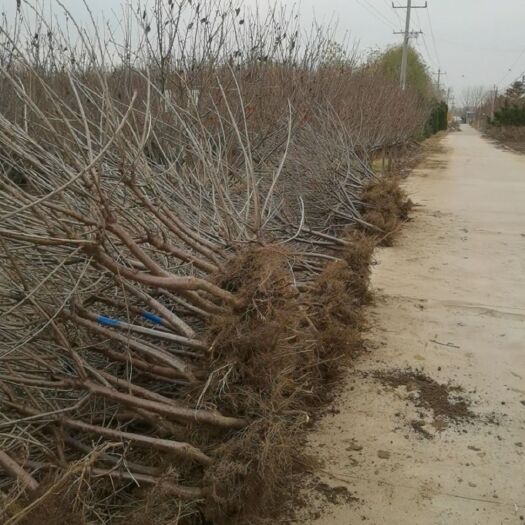 泰安齐早樱桃苗  吉塞拉砧木矮化大樱桃树2-15公分