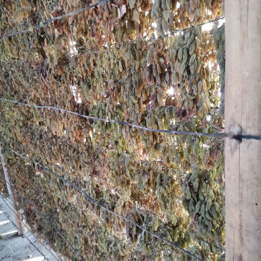 鄯善县无核葡萄干 新疆吐鲁番市鄯善葡萄干种植户直供葡萄干