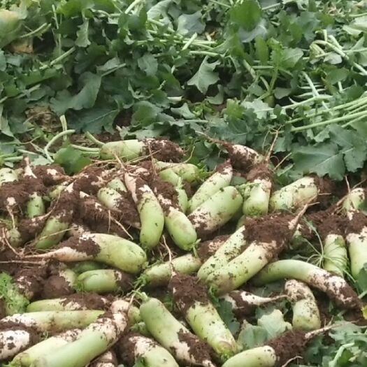 襄樊 襄阳市襄州区，青头萝卜价格合理货源充足