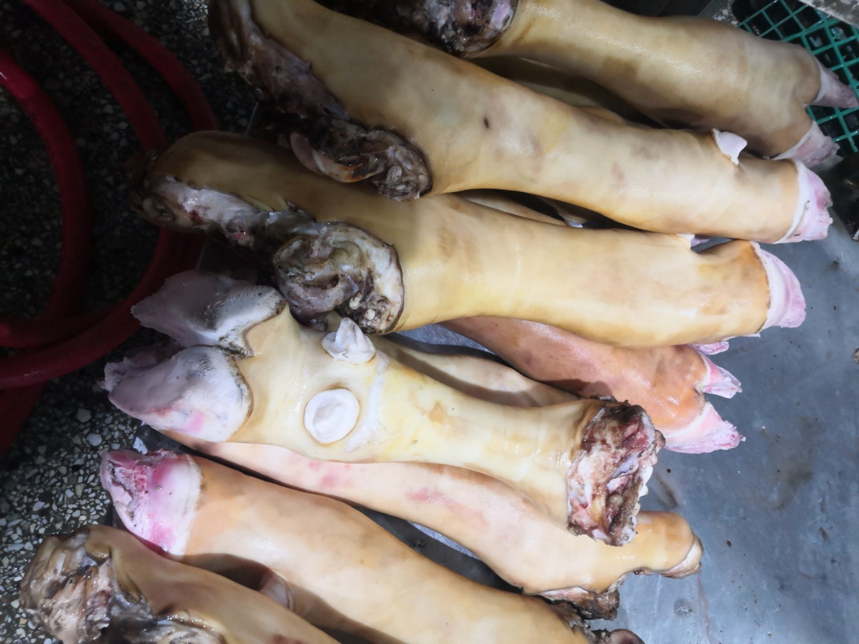 火烧退毛大公牛牛蹄