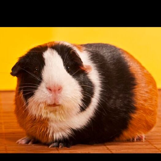 荷兰鼠 可批量养殖   可观赏  可做美食  欢迎来电哦