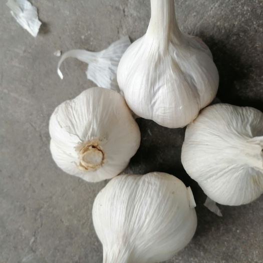兰陵县白皮蒜  苍山四六瓣蒜头，白皮大蒜