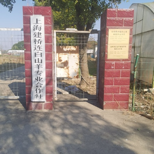 上海 沪瀛崇明白山羊，只接受预订，预订有货。