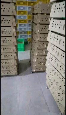 思南县鸡苗
