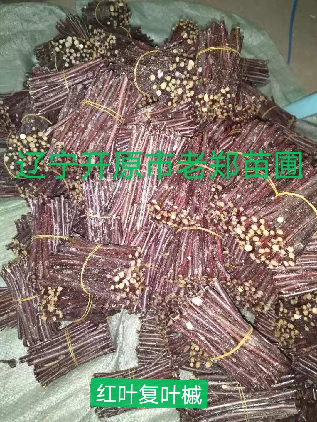 普林斯顿黄金枫接穗 挪威槭黄金枫种条 嫁接繁育杩子 量大优惠