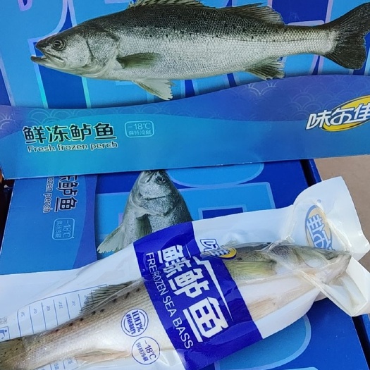 滨州鲜活速冻的海鲈鱼。烫金礼盒和普通礼盒包装两种！一箱4条