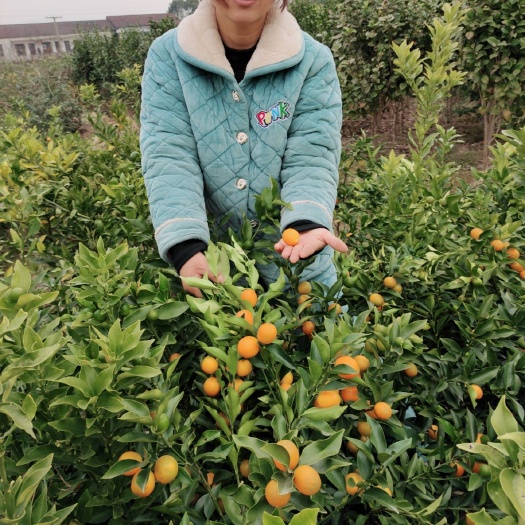 益阳金桔苗  脆皮金钱桔苗  湖南嫁接柑桔果树苗，地苗杯苗都有批