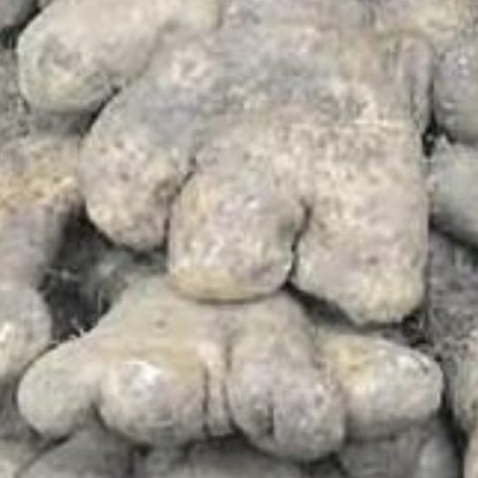 武穴市佛手山药  湖北武穴特产