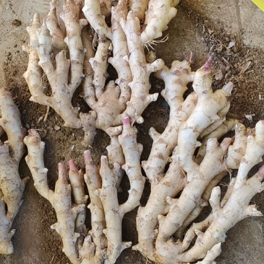 平乐县姜薯 大量供应老姜！想发财的老板欢迎来撩