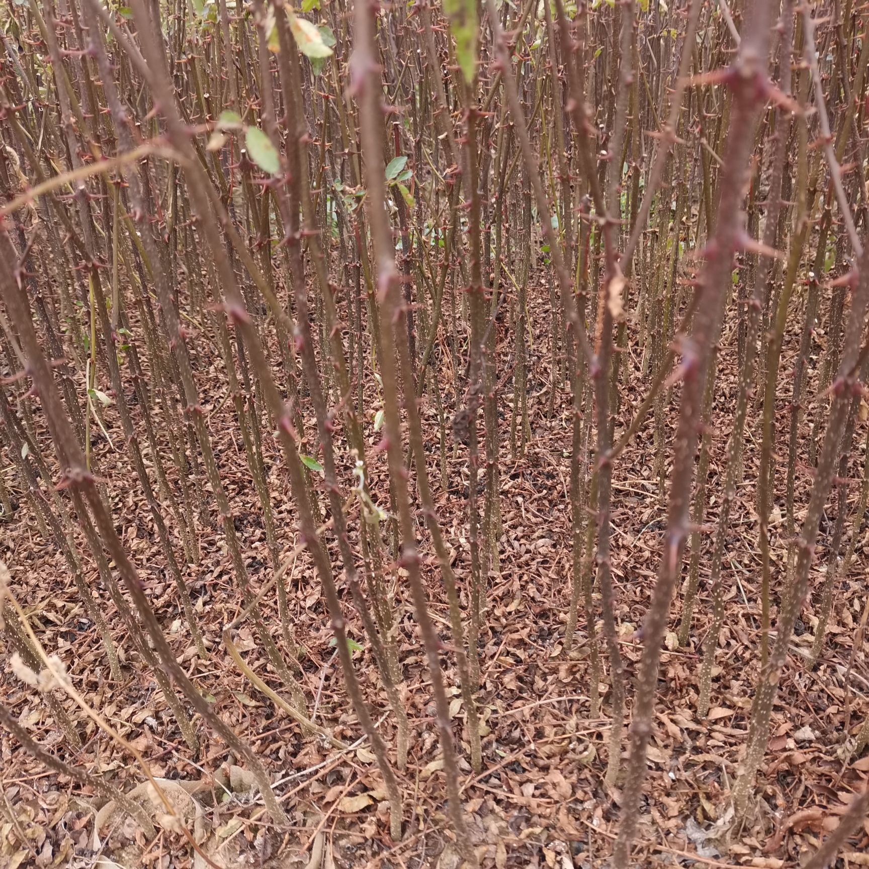 烟富3号苹果树苗 苹果苗：红露，华硕，烟富三号，烟富八8等。