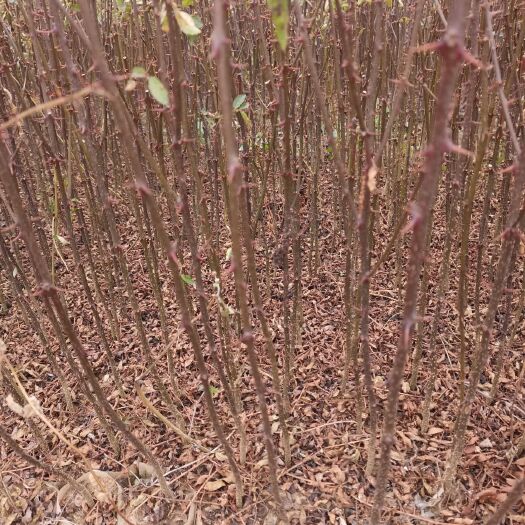 昭通烟富3号苹果树苗 苹果苗：红露，华硕，烟富三号，烟富八8等。