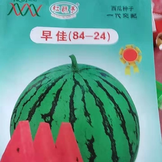 宿州西瓜苗，早佳8424西瓜苗嫁接苗