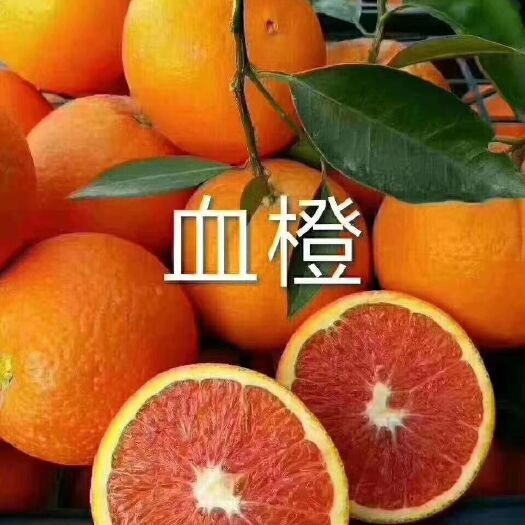 秭归县红橙 中华红血橙 ，产地直销一手货源，看货谈价