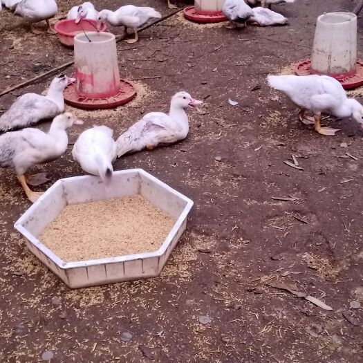 潜山市肉鹅  散养番鸭