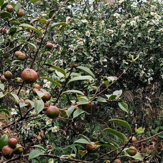 册亨县大量出售优质油茶苗
