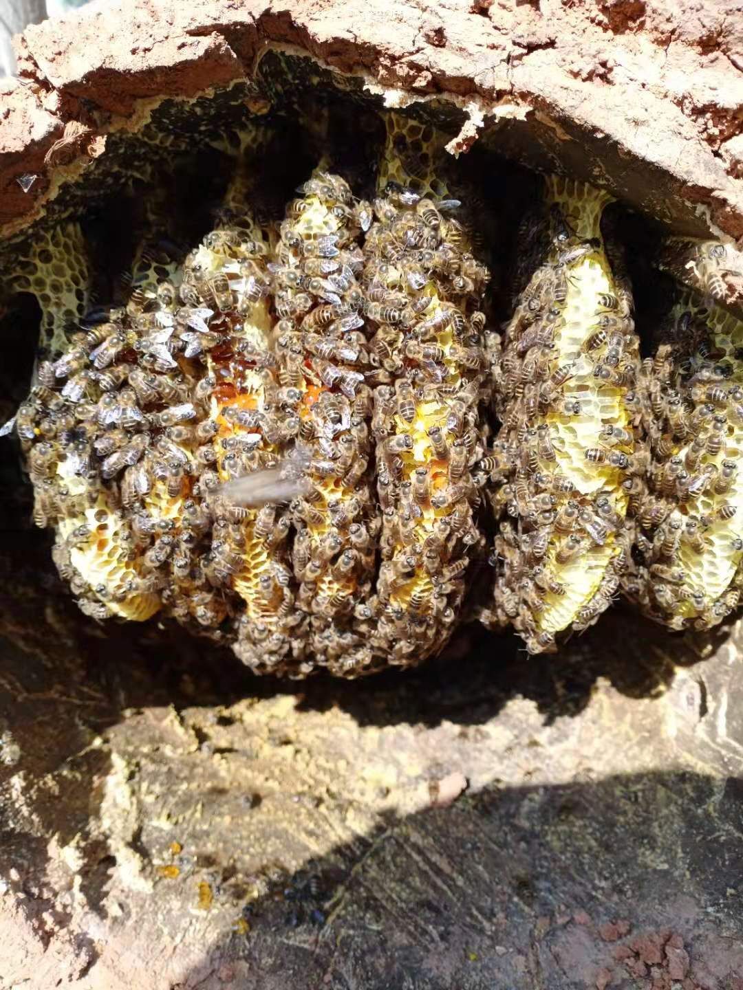 蜂巢蜜 正宗纯蜂蜜